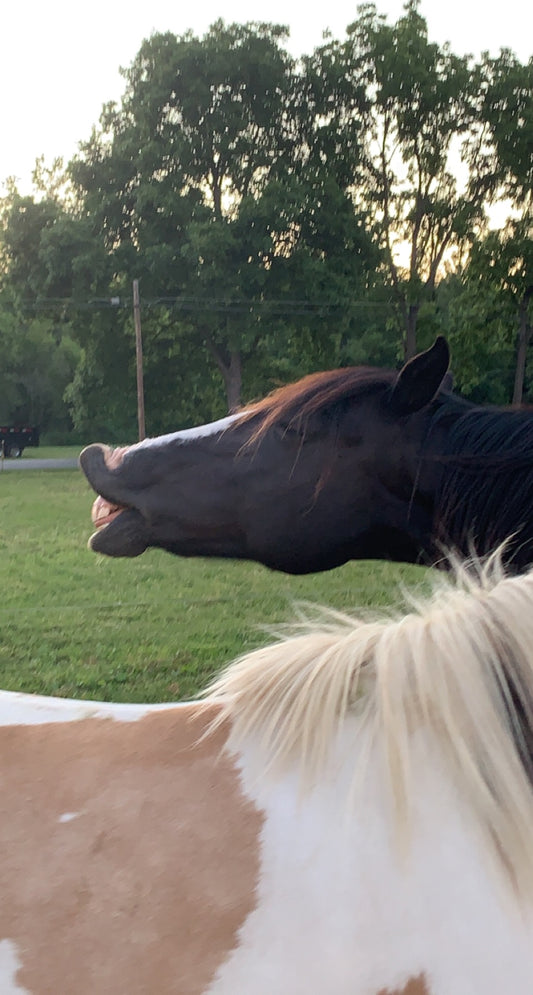 1 Horse- Equine Massage Therapy & Bodyworks Session